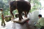 Melihat Proses Penimbangan Gajah di Taman Safari Prigen