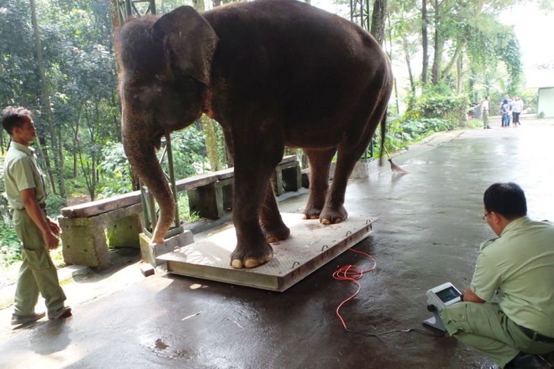 Melihat Proses Penimbangan Gajah Di Taman Safari Prigen