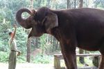 Melihat Proses Penimbangan Gajah di Taman Safari Prigen