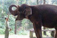 Agar tetap tenang dan tidak bergerak selama ditimbang, Linda harus diberi hadiah. Atas kepatuhannya, sang keeper memberikan pisang yang menjadi kesukaan Linda (Wahyu/detikTravel)