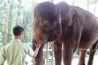 Sang keeper yang sudah merawat satwa-satwa ini sejak lama sudah sangat dekat dengan mereka. Pantas jika gajah Linda menurut dengan perintah sang keeper (Wahyu/detikTravel)