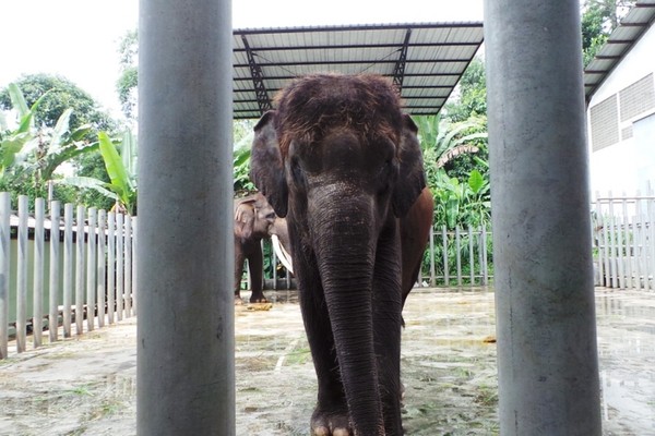 Melihat Proses Penimbangan Gajah di Taman Safari Prigen