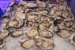 ​Yuk, Berpesta ​Seafood ​Segar Tiap Kamis ​di SATOO​!​