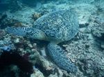 Sudut-sudut Cantik Pulau Derawan