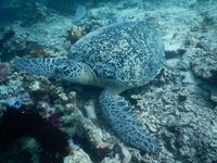Dunia bawah laut Pulau Derawan, selain terumbu karang dan ikan-ikan juga menjadi habitatnya penyu. Sangat mudah untuk bertemu penyu di sana (Derawan Paradise/Istimewa)