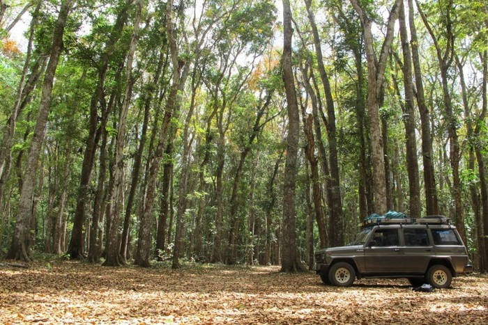 Melarikan Diri ke Alas Purwo, Banyuwangi