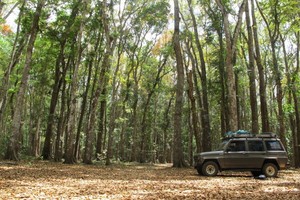 Melarikan Diri ke Alas Purwo, Banyuwangi