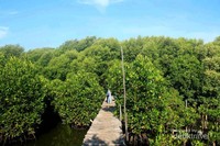 Hijaunya hutan mangrove di kawasan PIK Hijaunya hutan mangrove di kawasan PIK