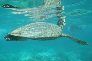 Snorkeling di Gili Meno, Bisa Lihat Penyu!