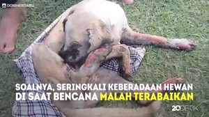 Kisah Penyelamatan Hewan dari Letusan Gunung Sinabung