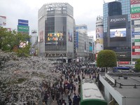 Shibuya Crossing atau Persimpangan Shibuya ada di Tokyo, Jepang. Persimpangan ini begitu ramai di tengah kesibukan Tokyo (Kurnia/detikTravel)