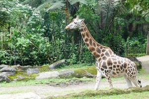 Kenal Lebih Dekat dengan Satwa Lokal Hingga Luar Negeri di Taman Safari