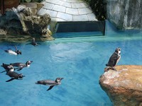 Taman Safari Indonesia di Cisarua, Bogor memiliki 300 spesies satwa. Untuk jumlah satwanya mencapai sekitar 4.000 ekor. Tak hanya hewan endemik Indonesia saja, satwa dari luar negeri juga ada, misalnya penguin Humboldt (Kurnia/detikTravel)