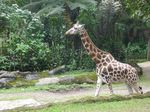 Satwa-satwa Menggemaskan di Taman Safari Indonesia, Bogor