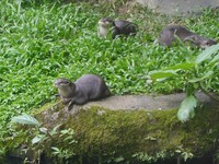 Tak jauh dari tempat tinggal jerapah, ada kolam dengan berang-berang yang hidup di sekitarnya. Berang-berang tersebut tampak begitu menggemaskan (Kurnia/detikTravel)