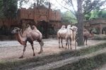 Satwa-satwa Menggemaskan di Taman Safari Indonesia, Bogor