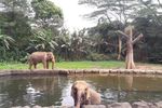 Satwa-satwa Menggemaskan di Taman Safari Indonesia, Bogor
