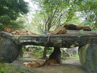 Memasuki kawasan karnivora, ada sekelompok raja hutan yang sedang tidur pada siang hari. Singa biasanya memang memulai perburuannya di malam hari (Kurnia/detikTravel)
