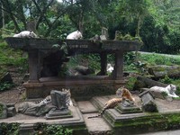 Selain singa, hewan karnivora lainnya dapat ditemui di kebun binatang ini. Termasuk berbagai spesies harimau (Kurnia/detikTravel)