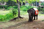 Begini Serunya Sarapan Dijemput Naik Gajah