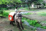 Begini Serunya Sarapan Dijemput Naik Gajah