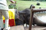 Begini Serunya Sarapan Dijemput Naik Gajah
