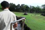 Begini Serunya Sarapan Dijemput Naik Gajah