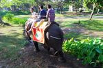 Begini Serunya Sarapan Dijemput Naik Gajah