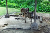 Traveler bisa melihat zebra seperti ini saat naik gajah karena jalur perjalanan gajah melewati area wilayah mereka tinggal. Seru bukan? (Wahyu/detikTravel)