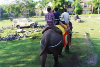 Satu gajah bisa mengantar maksimal 2 orang traveler. Ada sekitar 2 gajah yang stand by di area penjemputan. Jadi ya terpaksa mesti antri kalau ketinggalan gajah (Wahyu/detikTravel)
