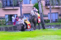 Keluarga wisman ini menjadi pengunjung Bali Safari Marine Park dan menginap di Mara River Savari Lodge. Mereka memanfaatkan layanan bersafari naik gajah keliling kawasan Taman Safari Bali (Wahyu/detikTravel)