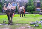 Ketika Bule Asyik Naik Gajah Keliling Bali Safari