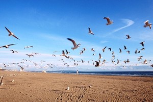 Gara-gara Burung Camar, Traveler Didenda Rp 2,2 Juta