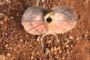 Turis Apes Dikejar Kadal Jurrasic Park di Australia