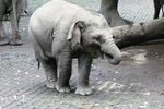 Potret Lucu Raflesia, Bayi Gajah Nan Menggemaskan dari Prigen
