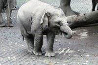 Raflesia adalah nama bayi Gajah Sumatera ini. Jenis kelaminnya betina, lahir pada November 2014, Raflesia saat ini berusia hampir 2 tahun (Wahyu/detikTravel)