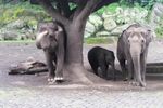 Potret Lucu Raflesia, Bayi Gajah Nan Menggemaskan dari Prigen