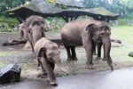 Potret Lucu Raflesia, Bayi Gajah Nan Menggemaskan dari Prigen