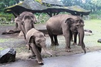 Tingkah Raflesia begitu menggemaskan, layaknya anak kecil, dia juga senang bermain. Rasa penasarannya terhadap manusia juga tinggi (Wahyu/detikTravel)