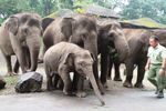 Potret Lucu Raflesia, Bayi Gajah Nan Menggemaskan dari Prigen