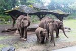 Potret Lucu Raflesia, Bayi Gajah Nan Menggemaskan dari Prigen