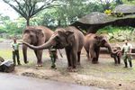 Potret Lucu Raflesia, Bayi Gajah Nan Menggemaskan dari Prigen