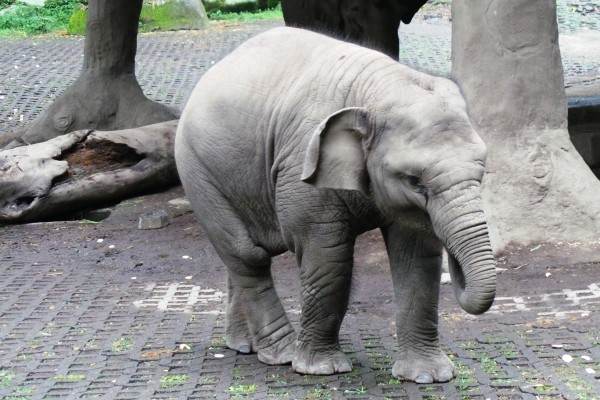 Inilah Raflesia, bayi gajah yang diberi nama oleh SBY (Wahyu/detiktravel) Inilah Raflesia, bayi gajah yang diberi nama oleh SBY (Wahyu/detiktravel)