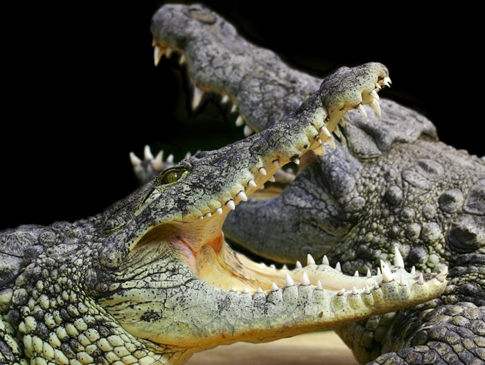 Sisi Lain Romantis Prancis: Rumah 150 Buaya!