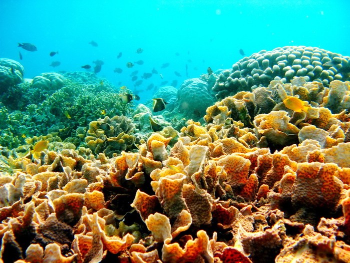 Kecantikan Bawah Laut Indonesia Dapat Penghargaan di Taiwan