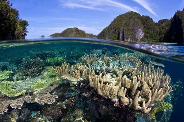 Turis Taiwan yang Doyan Menyelam di Indonesia