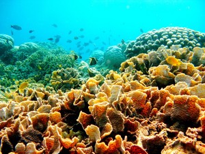 Kecantikan Bawah Laut Indonesia Dapat Penghargaan di Taiwan