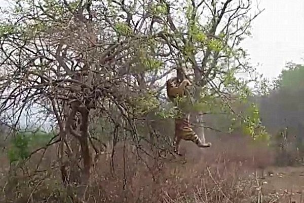 Momen Dramatis Saat Monyet Lolos Dari Terkaman Harimau di India