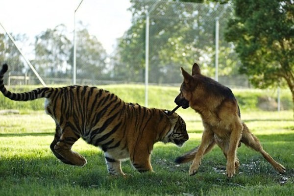 Kisah Persahabatan Harimau Sumatera Dan Anjing Di Kebun Binatang