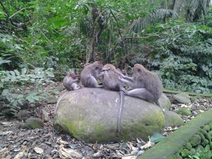Melihat Tingkah Lucu Monyet di Ubud Monkey Forest